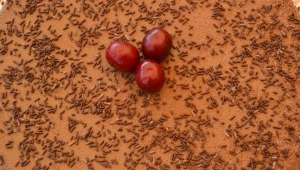 Marquesa de chocolate